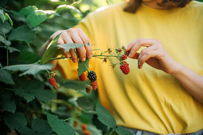 Woman harvesting blackberries from plants at farm