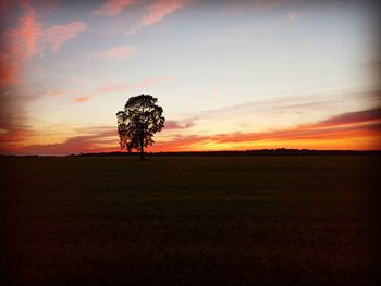 Silhouette tree on field against sky during sunset