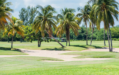 View of palm trees on golf course