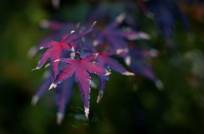 Close-up of flowers against blurred background