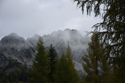 Panoramic view of pine trees and mountains against sky