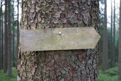 Close-up of tree trunk in forest