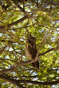 Low angle view of cat on tree