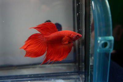 Close-up of fish in tank