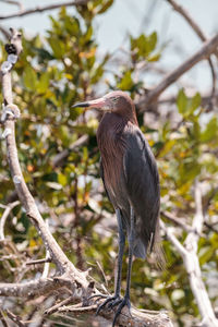 Bird perching on branch