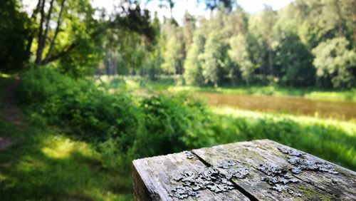 Close-up of wood against trees