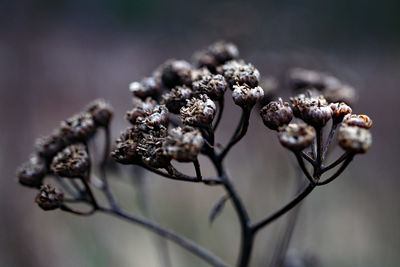 Close-up of wilted plant