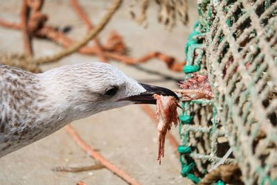 Close-up of seagull eating a fish