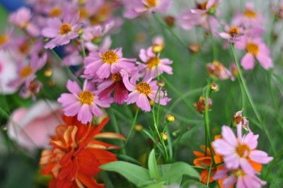 Close-up of pink flowering plants