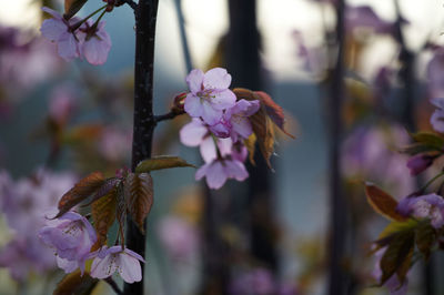 Close-up of pink flowering plant