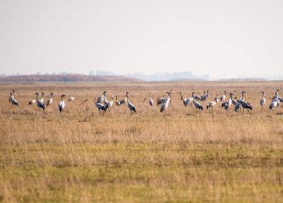 Flock of birds in the field