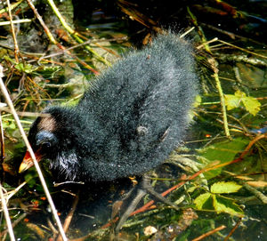 High angle view of black cat on field