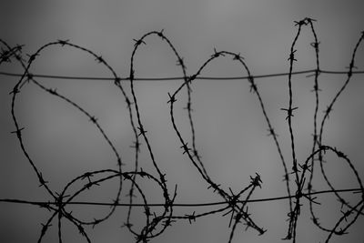 Low angle view of silhouette tree against sky