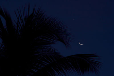 Low angle view of silhouette tree against sky at night