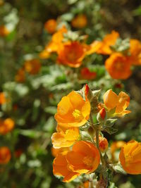 Close-up of orange marigold flowers