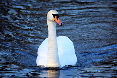 Close-up of swan swimming in lake