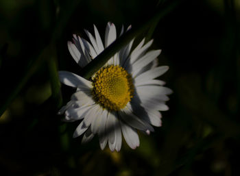 Close-up of white flower blooming outdoors