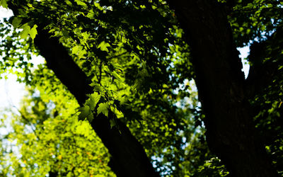 Low angle view of trees in forest