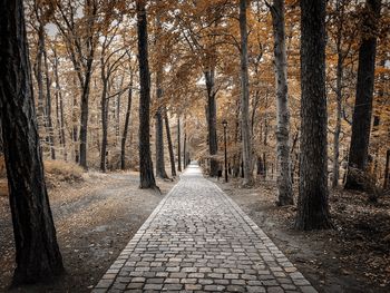 Footpath amidst trees