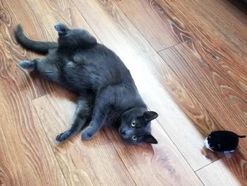 High angle view of dog lying on floor