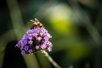 Close-up of bee pollinating on purple flower