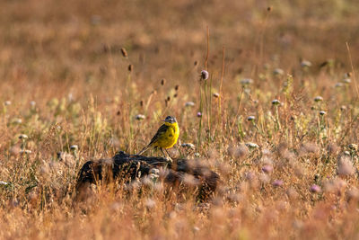 Bird perching on grass