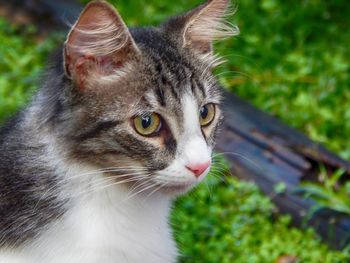 Close-up portrait of cat
