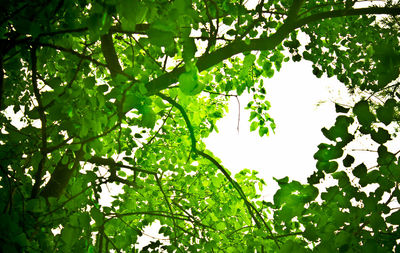 Low angle view of leaves on tree