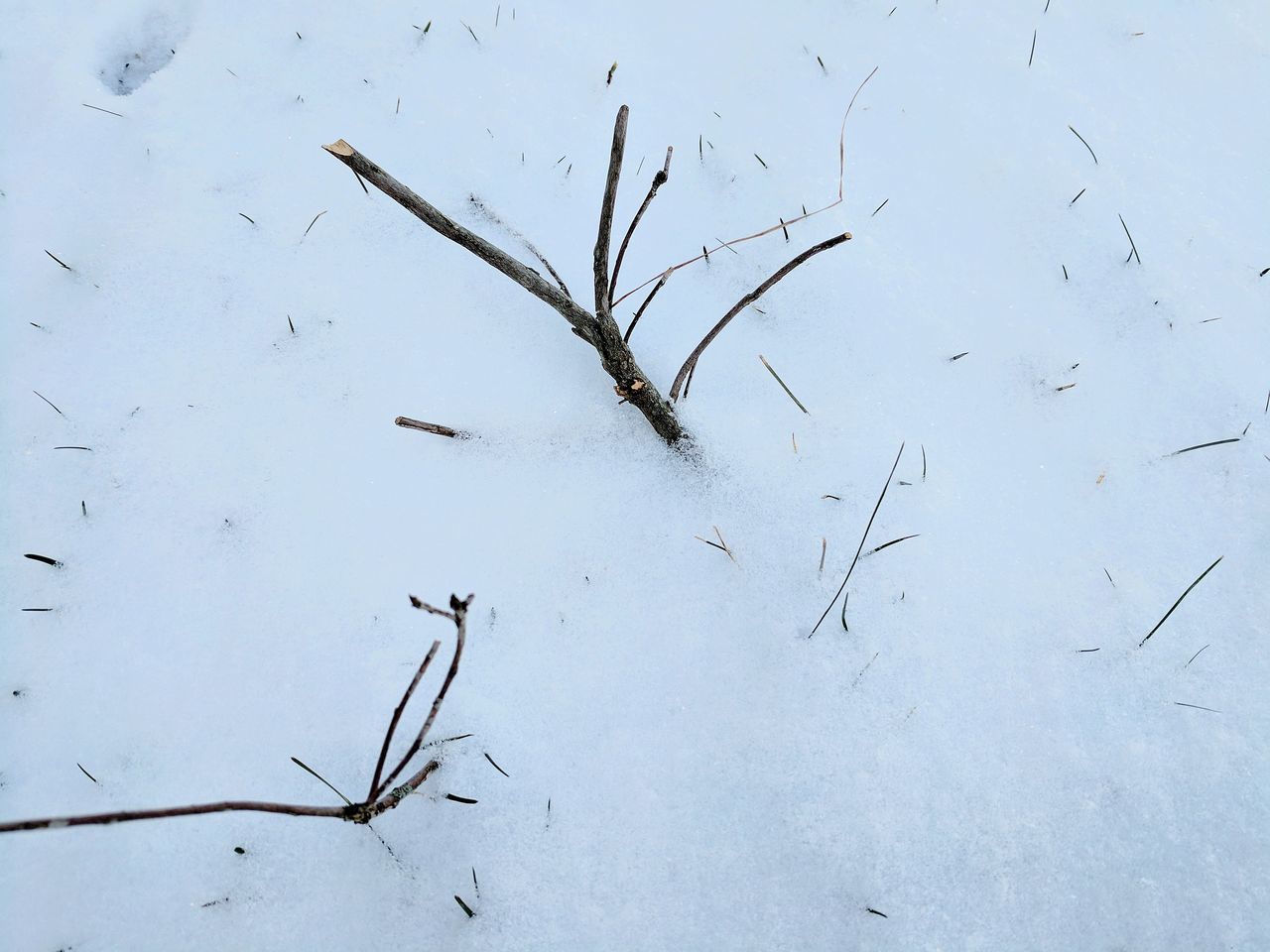 Limb in snow