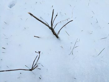 Close-up of wilted plant against sky during winter