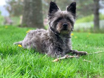 Portrait of dog on field