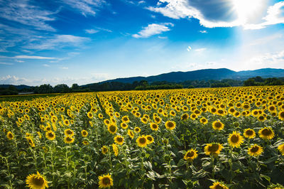 Scenic view of sunflower field against cloudy sky