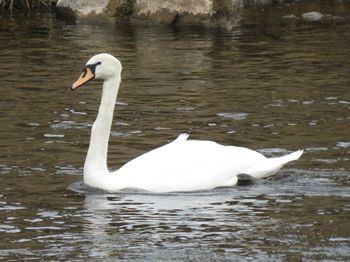 Swan swimming in lake