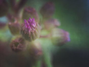 Close-up of pink flower