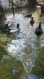 High angle view of ducks swimming in lake