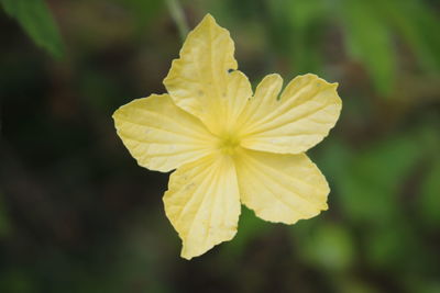 Close-up of yellow flowering plant