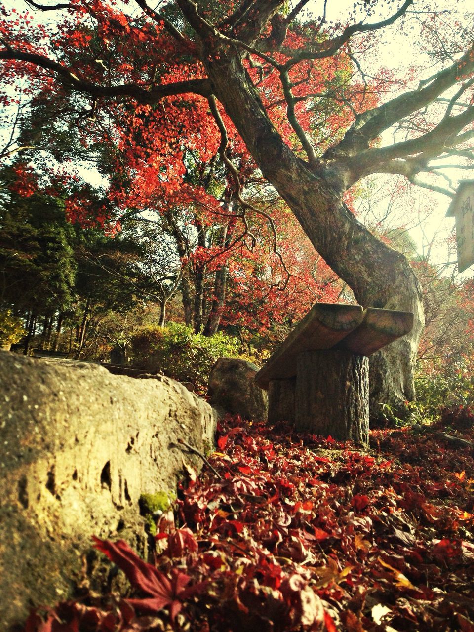 tree, autumn, change, leaf, built structure, growth, red, branch, nature, season, architecture, building exterior, tree trunk, beauty in nature, tranquility, fallen, day, outdoors, no people, house