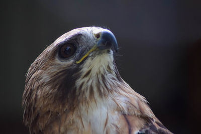 Close-up of eagle