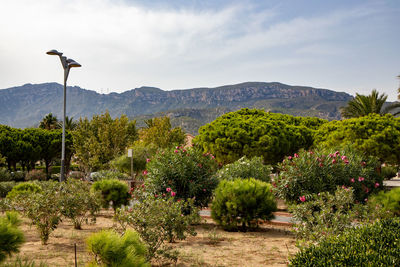 Plants and trees on landscape against sky