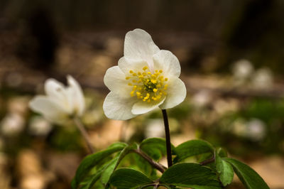 Close-up of white flowering plant