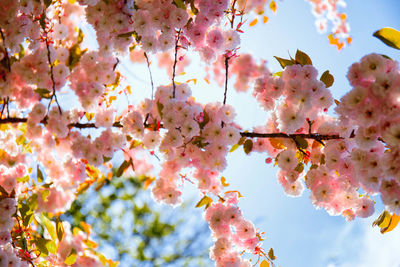 Low angle view of cherry blossoms against sky