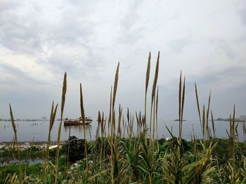 Panoramic view of grass against sky