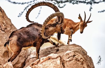 Deer on rock against sky