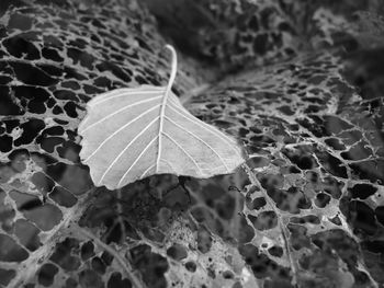 Close-up of dry leaf on land