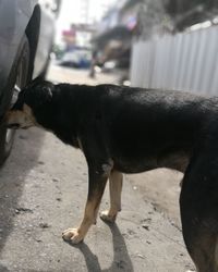 Side view of a dog on street