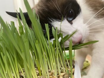 Close-up of a cat eating cat grass