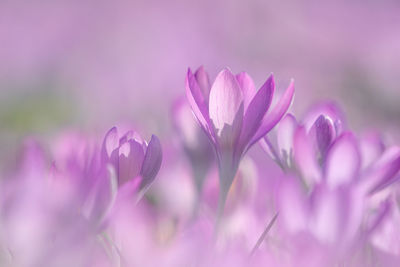 Close-up of pink crocus flowers