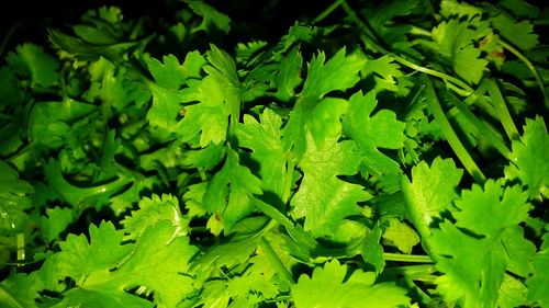 Full frame shot of leaves