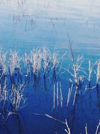 Reflection of trees in lake