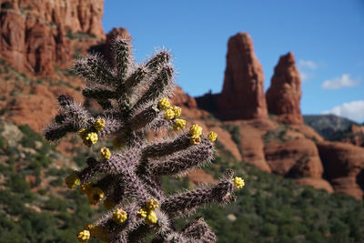 Close-up of plant against sky